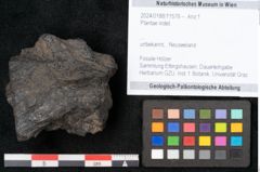 Foto (Objekt + Etikett) von Plantae indet.  (NHMW-GEO-2024-0188-11576)
